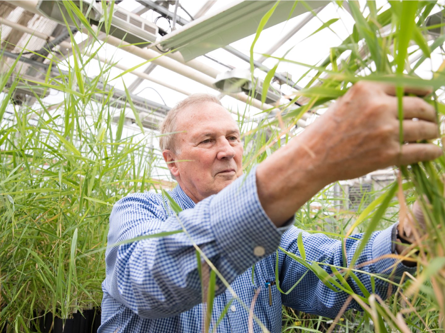 Edward Guinan examines green leaves.