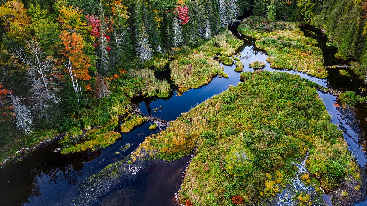 Beautiful stream running through a forest. Beautiful stream running through a forest.