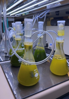Several beakers of algae sit under a grow light in the Eigenbrodt Lab