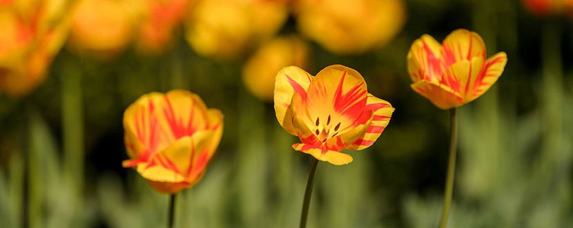 ombuds-webpage-flower-image Yellow flowers