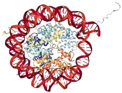 Epigenetic Control of Transgene Expression Epigenetic Control of Transgene Expression