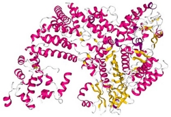 Optimization of Cas9 Expression/Activity in T Cells Optimization of Cas9 Expression/Activity in T Cells
