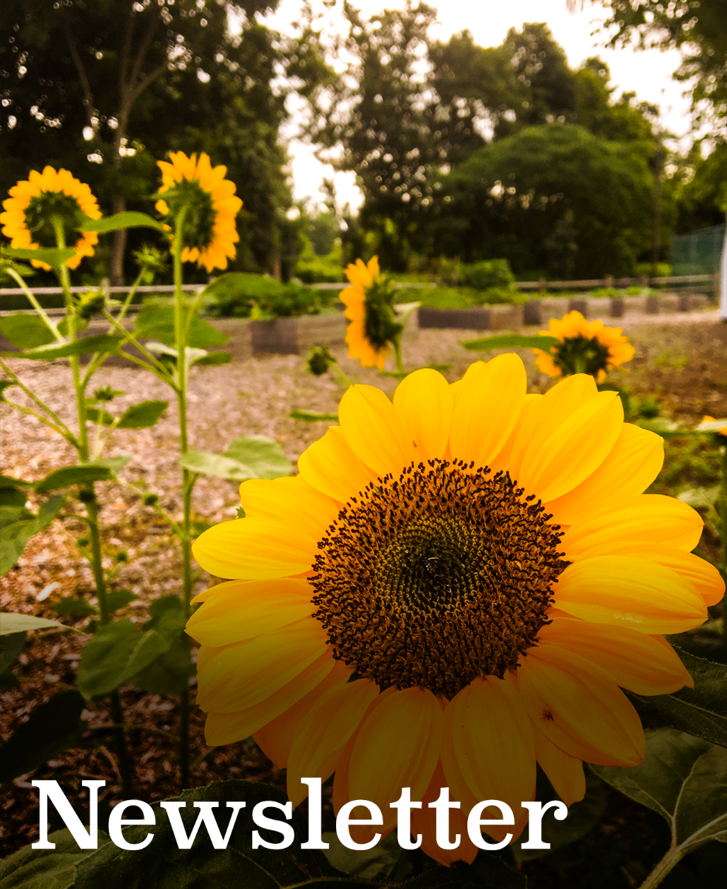 Website with registration for Newsletter