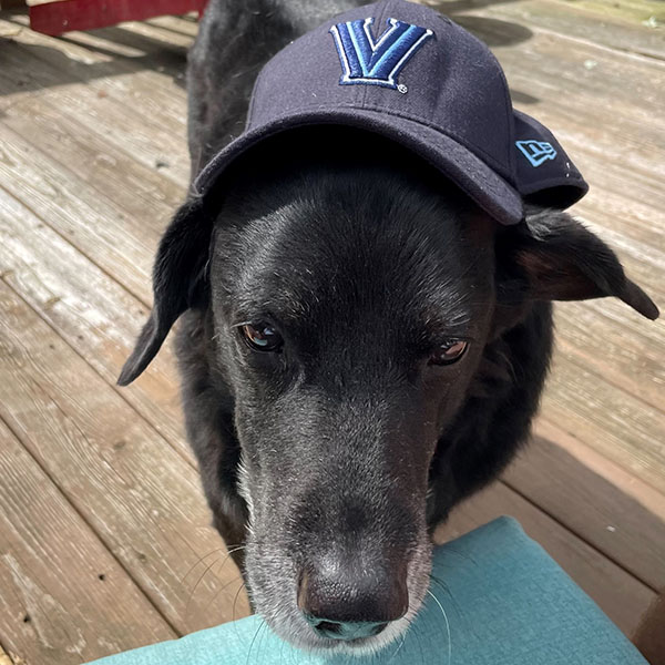 black lab wearing a blue Villanova baseball cap