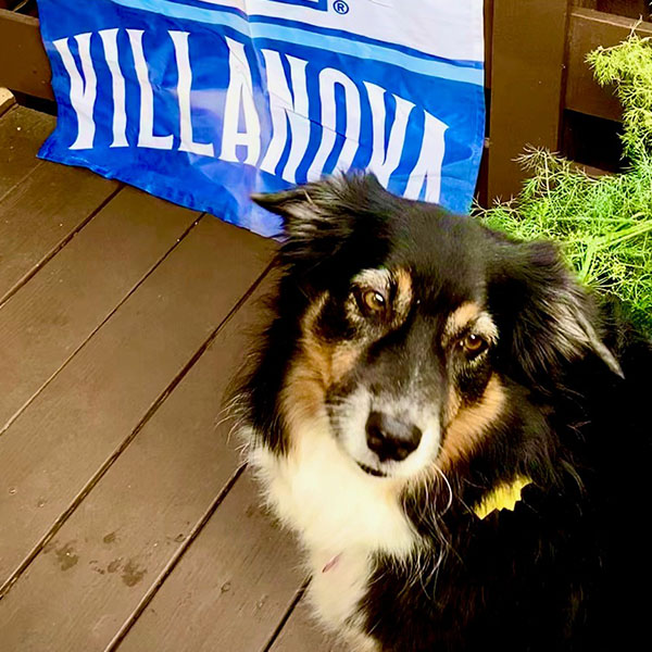 a border collie stands on a deck next to a Villanova flag