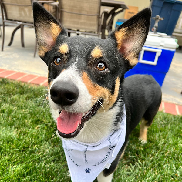 a small dog with big ears and its tongue showing stands in the grass