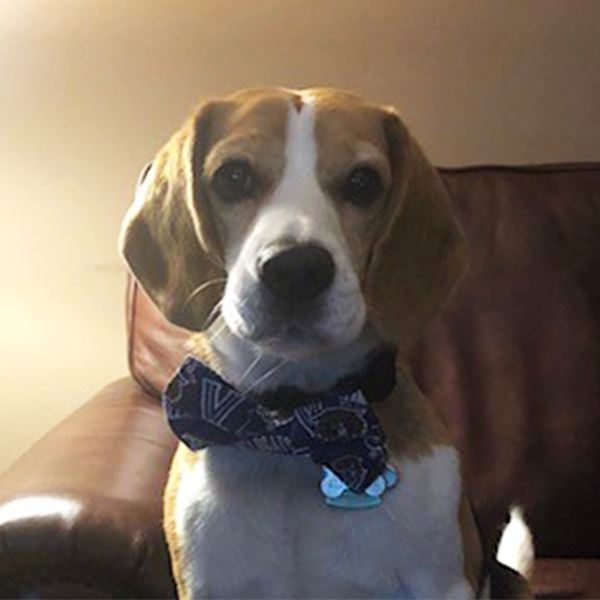 a tan beagle wearing a Villanova bowtie sits on a leather chair
